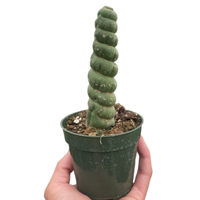 Succulent Unicorn Cactus