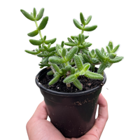 Delosperma echinatum 'Pickle Plant'