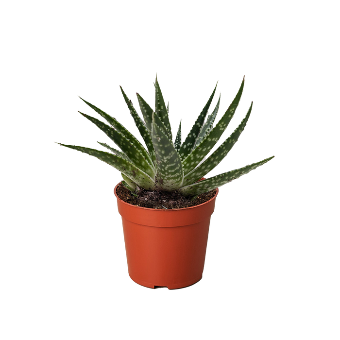 Succulent Gasteria Zimflora