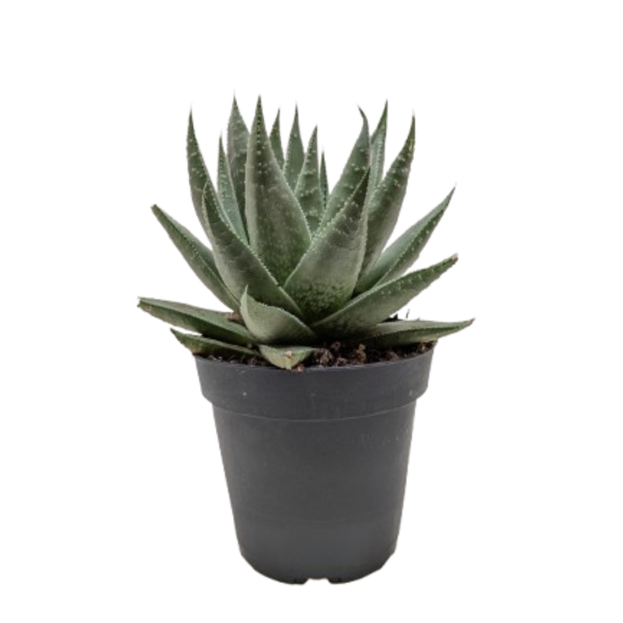 Succulent Haworthia Savanna