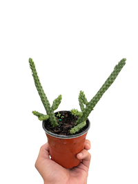 Red Dragon Flower (Huernia schneideriana)