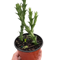 Starfish Cactus (Stapelia orbea variegata)