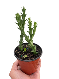 Starfish Cactus (Stapelia orbea variegata)