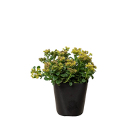 Sedum Little Miss Sunshine