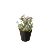 Sedum Tricolor