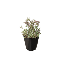 Sedum Tricolor