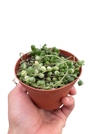 Succulent 'String of Pearls' Variegated