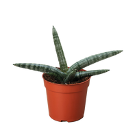 Succulent Stapelia African Starfish