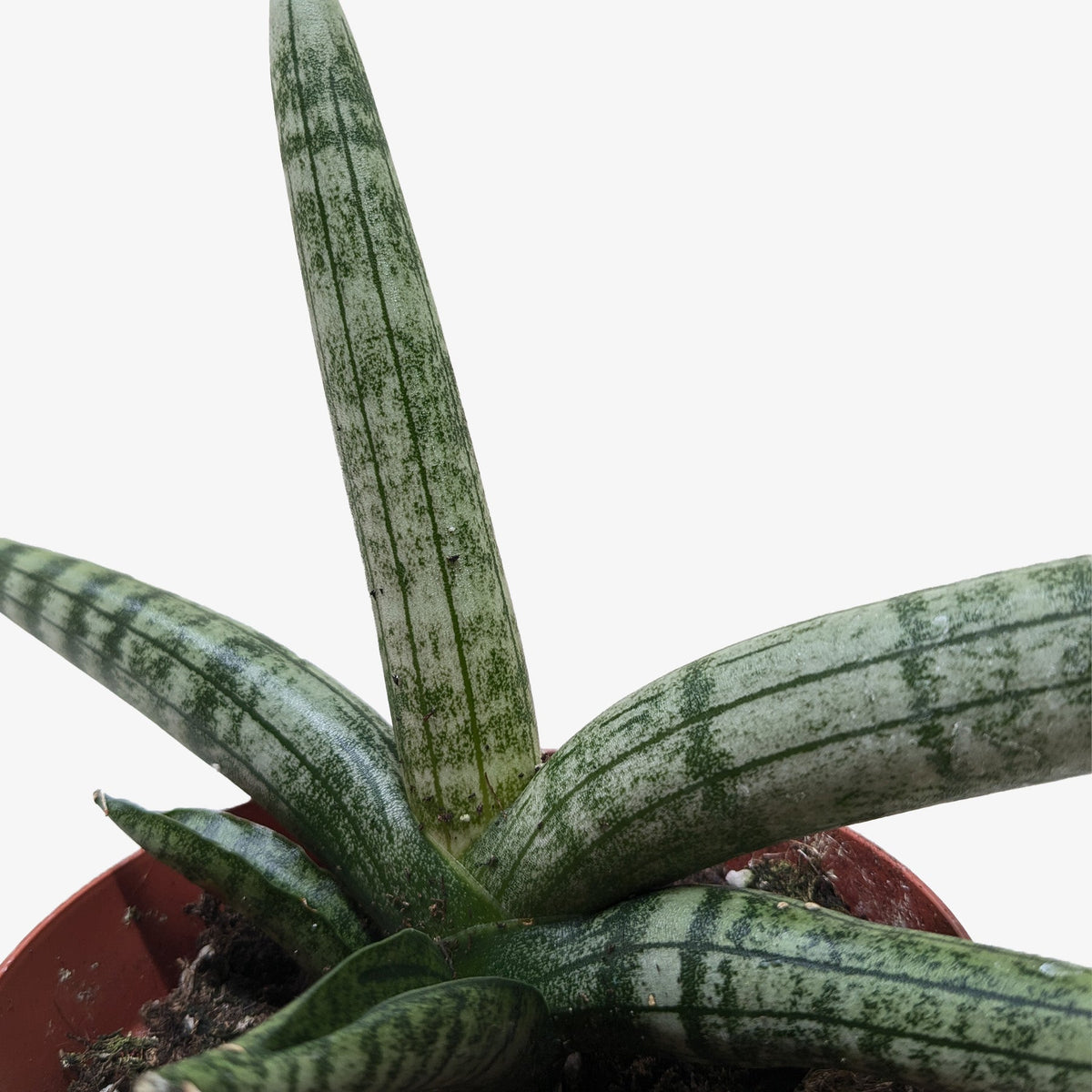 Succulent Stapelia African Starfish