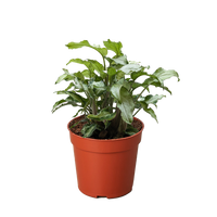 Syngonium 'Three Kings'