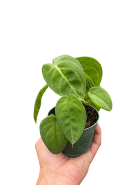 Syngonium 'Ice Frost'