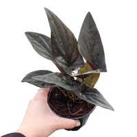 Syngonium 'Red Arrow'