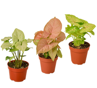 3 Different Syngonium Plants - Arrowhead Plants / 4" Pot / Live Plant