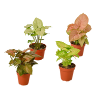 4 Different Syngonium Plants - Arrowhead Plants / 4" Pot / Live Plant