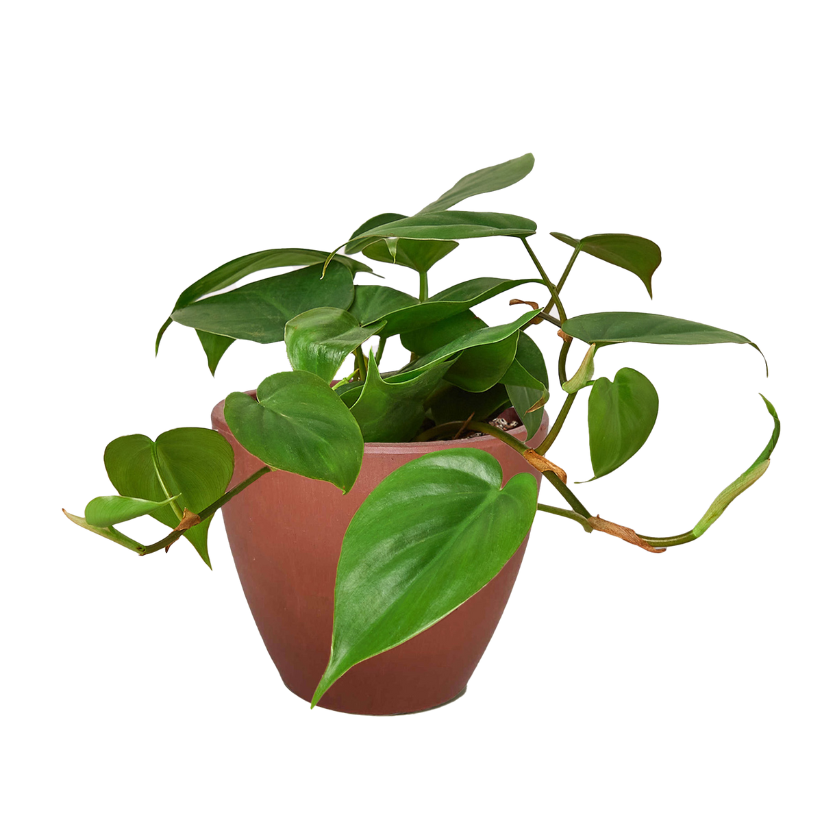 Philodendron Cordatum Heartleaf trailing vine with glossy dark green heart-shaped leaves