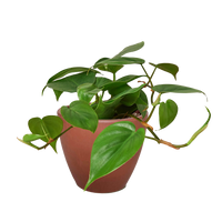 Philodendron Cordatum Heartleaf trailing vine with glossy dark green heart-shaped leaves