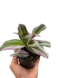 Tradescantia 'Nanouk'
