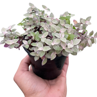 Tradescantia Callisia 'Pink Panther'