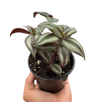 Tradescantia Zebrina 'Wandering Dude'