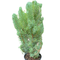 Blue Pine Trees