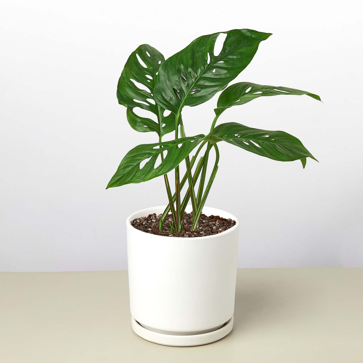 Monstera Adansonii 'Swiss Cheese'