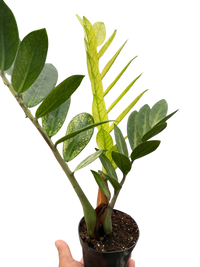 Zamioculcas 'Chameleon'