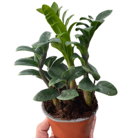 Zamioculcas zamiifolia 'Zenzi'
