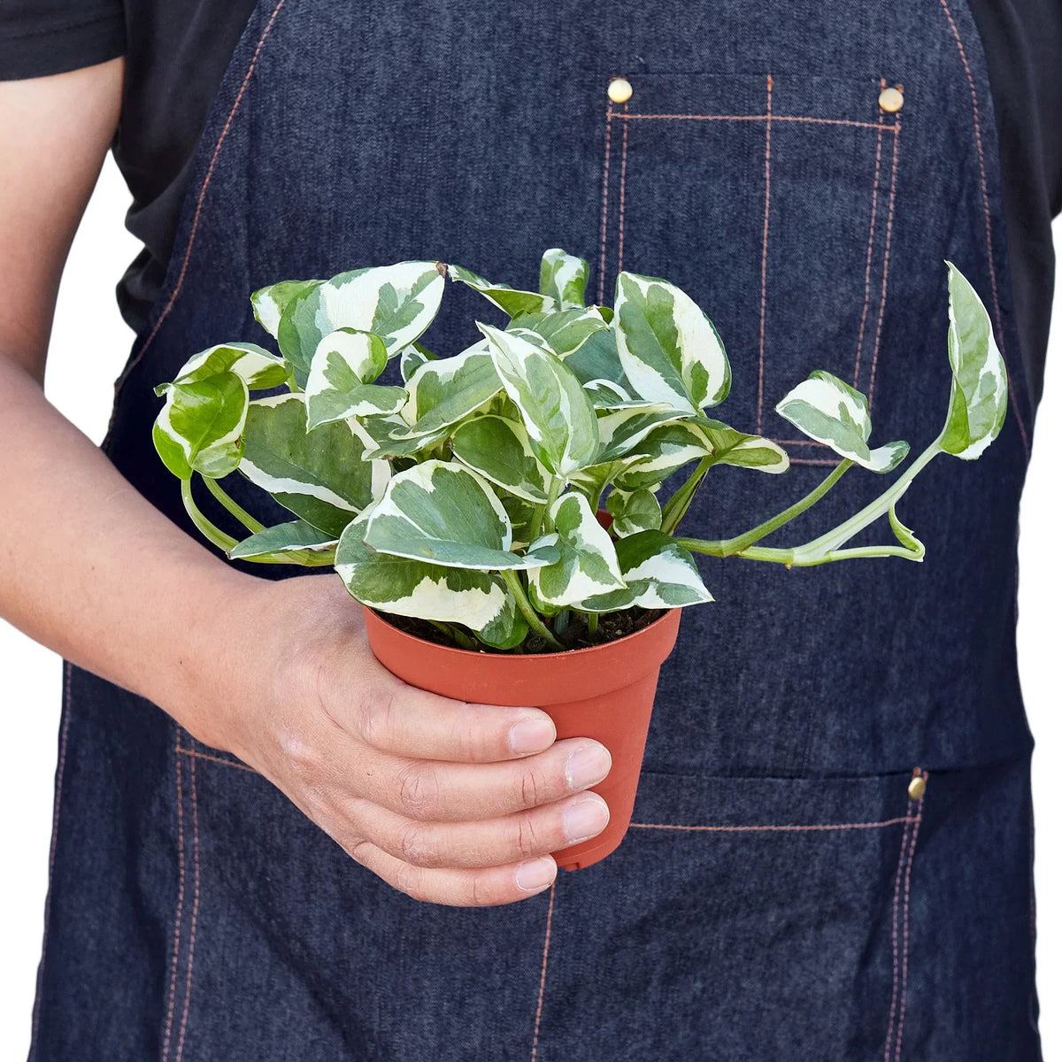 Pothos N'Joy trailing vine with crisp white and green variegated leaves in nursery pot
