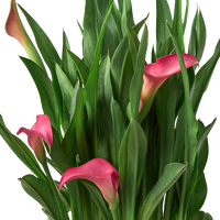 Calla Lily