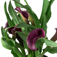Calla Lily