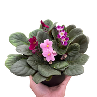 African Violet