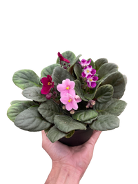 African Violet