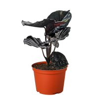 Alocasia 'Black Infernalis'