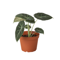 Alocasia Reginula 'Black Velvet'