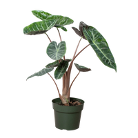 Alocasia Pink Dragon