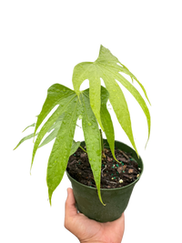 Anthurium Fingers