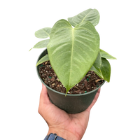 Anthurium 'Veitchii'