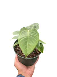 Anthurium 'Veitchii'