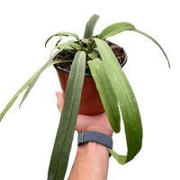 Anthurium 'Vittarifolium'