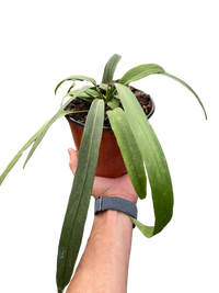 Anthurium 'Vittarifolium'