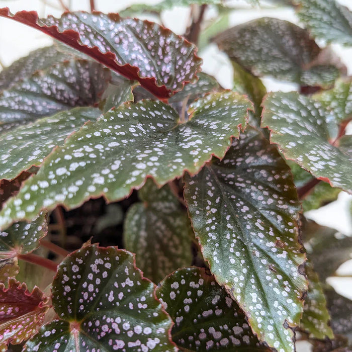 Begonia 'Corallina'