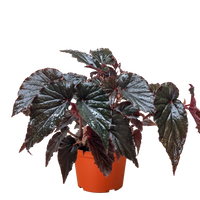 Begonia 'Black Magic'