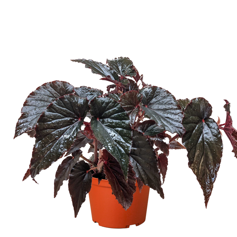 Begonia 'Black Magic'