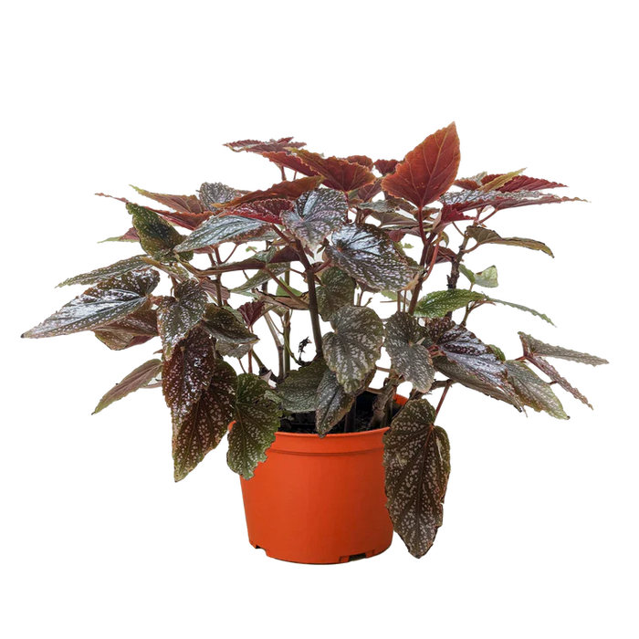 Begonia 'Corallina'