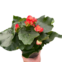 Begonia 'Reiger'