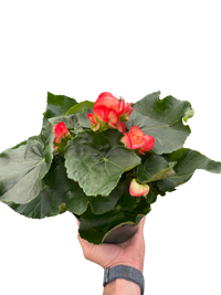 Begonia 'Reiger'