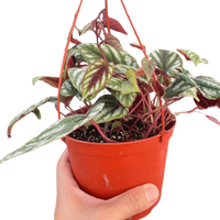 Begonia Rex Vine - 6" Pot
