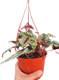Begonia Rex Vine - 6" Pot