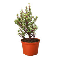 Bonsai Jade Dwarf Rainbow