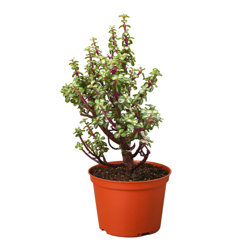 Bonsai Jade Dwarf Rainbow